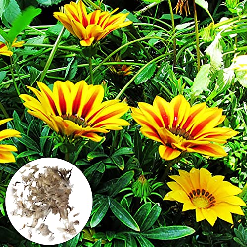 Gazania Blumen samen 50 teile/satz intensive Duftsamen gute Ernte vibrierende Gazania Blumen samen für Balkon Gelb von Wilitto