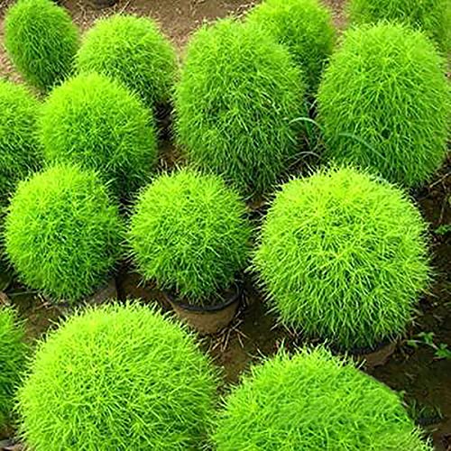 Kochia Scoparia Samen 200pcs / Bag Kochia Scoparia Samen Natürliche Multifunktionale dekorative ästhetische Pflanzensamen für Hof Kochia Scoparia. von Wilitto