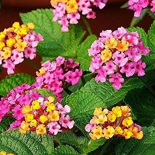 Lantana Samen 200 Stück Blumen samen produktive mittlere Bewässerung frisch verschiedene Landschafts gestaltung Lantana Samen Garten bedarf Samen von Wilitto