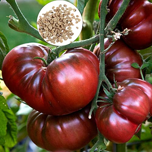 Lila Tomaten samen 50 Stück Lila Tomaten samen geschmack voll Low Acid Non-GVO organisch angebaute Gemüses amen zum Anpflanzen Lila von Wilitto