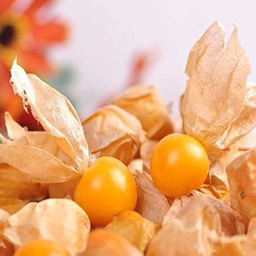 Physalis Pruinosa Samen 60pcs / Tasche Physalis Pruinosa Samen Seltene Laterne Form Rustikale Natürliche Kräuterpflanzensamen für Garten Gelb Physalis Pruinosa Samen von Wilitto