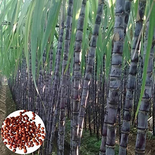 Sugarcane-Samen 150pcs / Tasche Zuckerrohr Samen immergrüner essbar Hohe Keimung Fruchtsamen für Balkon Dunkelviolett von Wilitto