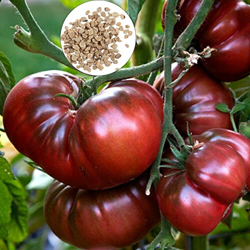 Tomatensamen 100pcs / sack Tomatensamen Einfache Anlage Nicht-GVO Schnellanbau Geschmackvoller nahrhafte Gemüsesamen für den Außenbereich Schwarz & lila von Wilitto