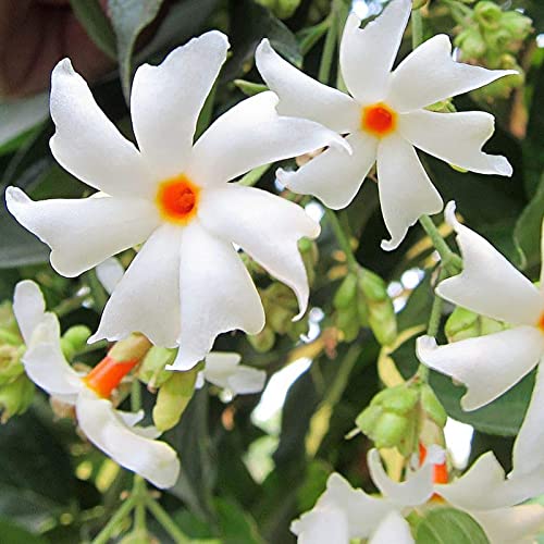 Weiße Jasminpflanze Samen 20pcs / Tasche Blumensamen Räumliche duftende Blüte frische weiße Jasminpflanzensamen für Garten Weiß von Wilitto