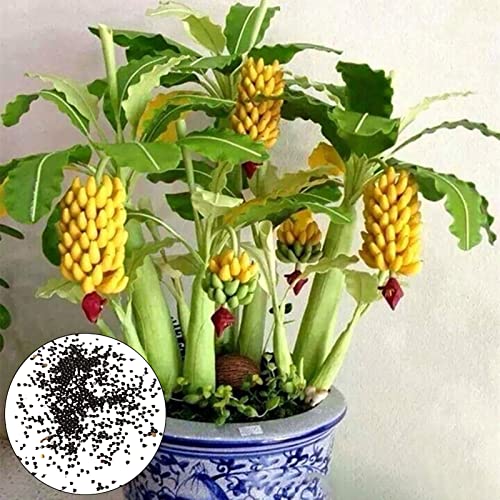 Zwerg Bananen Baum Samen 300pcs / Tasche Zwerg Bananen Baum Samen Schnellanwachsen essbarer produktiver aromatischer nahrhafter Mini Bananen Baum Samen für Garten Gelb von Wilitto