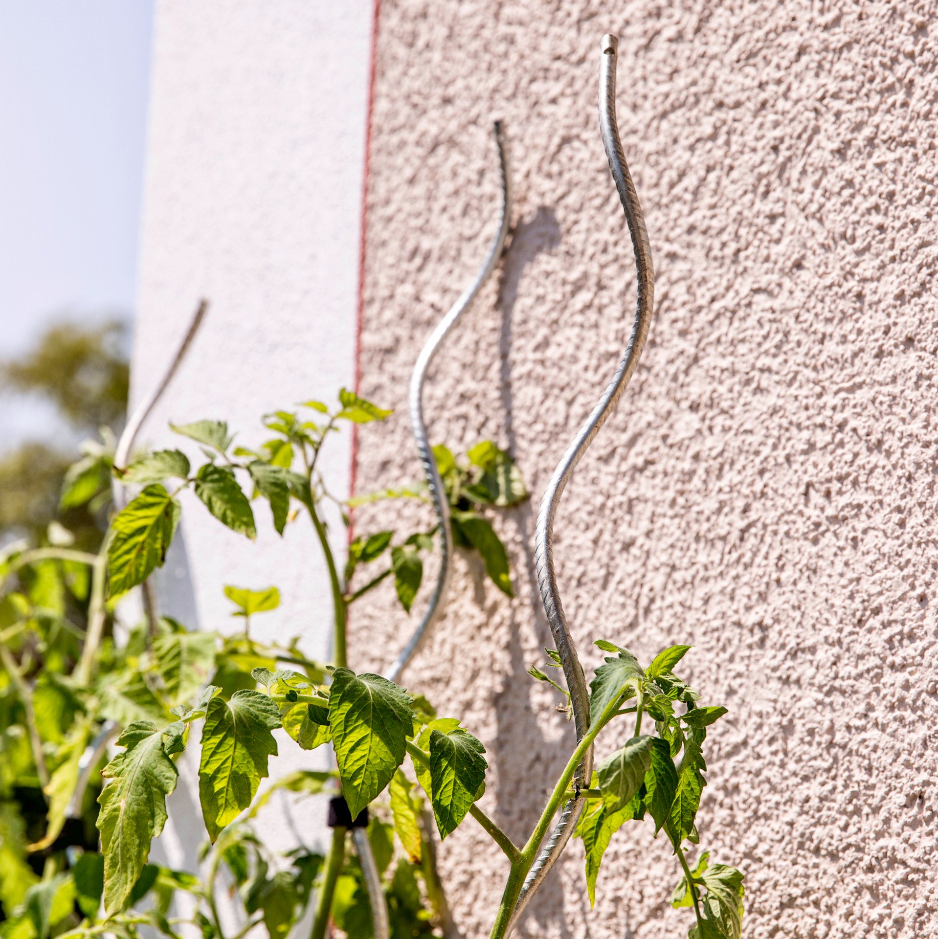 Tomatenspiralstab gerippt von Windhager