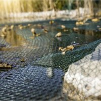 Windhager Laubschutznetz 3 x 2 m, grün Pflanzenschutzmittel Windhager Laubschutznetz 3 x 2 m, grün Pflanzenschutzmittel von Windhager