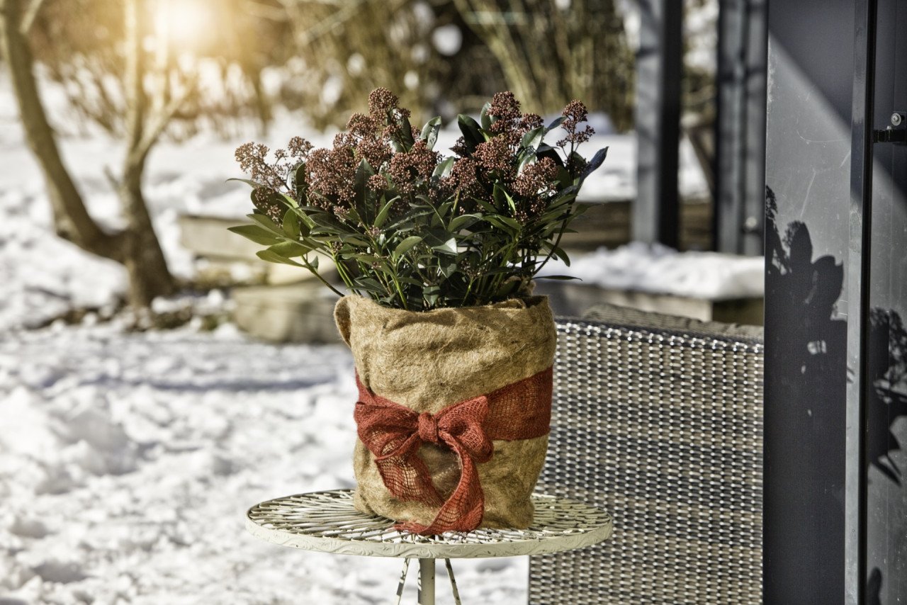 Windhager Winterschutz Vliesmatte Jute 0,5 x 4 m natur Windhager Winterschutz Vliesmatte Jute 0,5 x 4 m natur von Windhager