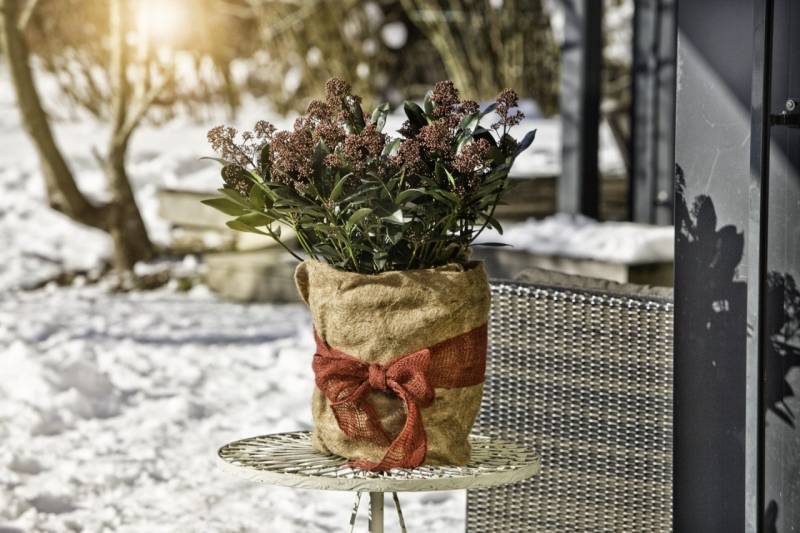 Windhager Winterschutz Vliesmatte Jute 0,5 x 4 m natur Windhager Winterschutz Vliesmatte Jute 0,5 x 4 m natur von Windhager