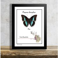 Prepona Demophon-Real Mounted Tropical Butterfly in Frame von Wingshape