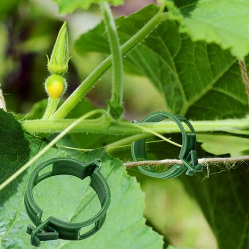 100PCS Plant Support 3 Size Wall Vine Plant Climbing Fixer Self-Adhesive Hook Vines Holder Invisible Traction Wall Sticky Fixture Clips Vegetable Fastening Clip (Green) von Winmany