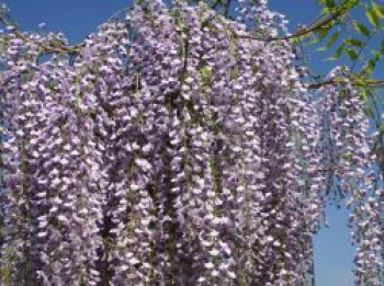 Großer Edel-Blauregen / Glyzine 'Macrobotrys', 150-175 cm, Wisteria floribunda 'Macrobotrys', Containerware von Wisteria floribunda 'Macrobotrys'