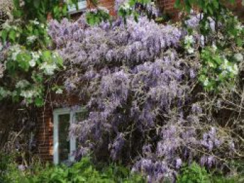 Blauregen / Glyzine / Wisterie / Chinesischer Blauregen, 100-150 cm, Wisteria sinensis, Containerware von Wisteria sinensis