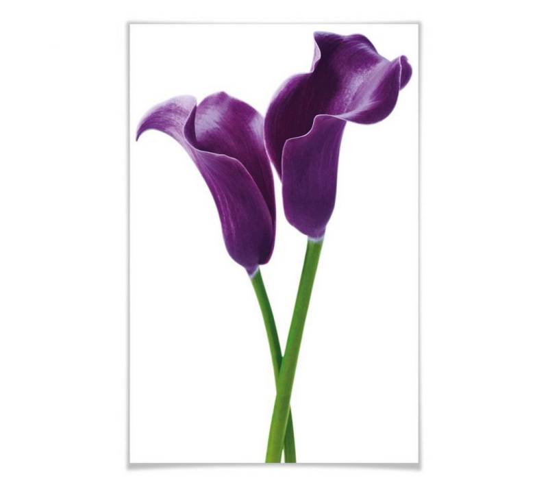 Wizard + Genius Poster XXL Poster Lila Lilien Blumen Blüten großes Wandposter 115x175 cm, Wohnzimmer Wandbild modern von Wizard + Genius