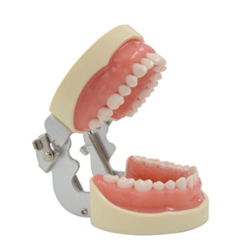 Typodont Zahnmodell Praxis Typodont Modell mit 32 abnehmbaren Zähnen für Unterricht Studium Anatomisches Modell Typodont Zahnmodell Praxis Typodont Modell mit 32 abnehmbaren Zähnen für Unterricht Studium Anatomisches Modell von Wkldjf