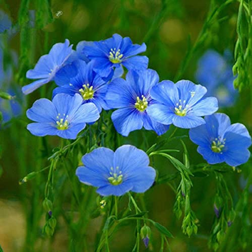 WmHeoo2077 Samen fü Blumen,Blaue Blume Leinsamen, Blume Seekraut Blume,blau,500g,Blumenwiese von WmHeoo2077