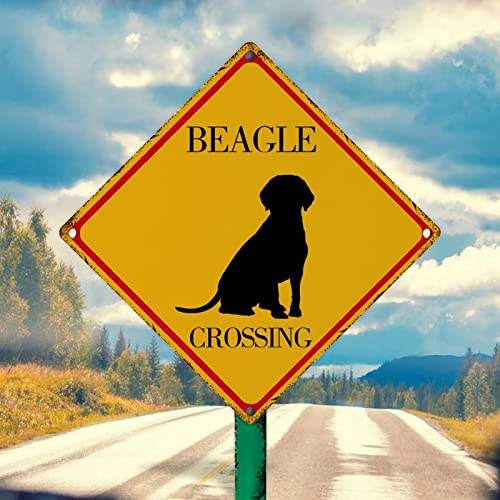 Caution Beagle Dog Metallschild Wandschild Lustige Beagle Xing Vintage Bauernhaus Schilder Vorsicht Warnschild Beagle Crossing Metallschild 30,5 x 30,5 cm Hundeliebhaber Geschenk Straßenschild für von WoGuangis