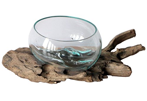 Geschenk Deko Gamal Wurzelholz Glas Ø 16-18 cm Wurzel Holz Teakholz Vase Schale M von Wogeka