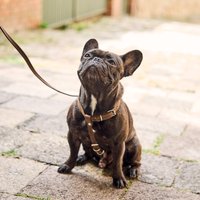 Leder Hundegeschirr Und Leine, Custom Hundegeschirr, Handgefertigtes Kleines von WolaStore