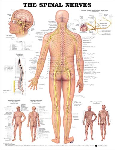 The Spinal Nerves Anatomical Chart von Anatomical Chart