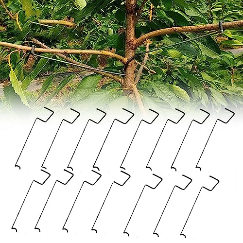 WondFans Kolibrin Werkzeug zum Formen von Obstbäumen（40 Stück） (Typ 18T) von WondFans