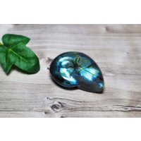 Labradorit Ammonit | Blau 54G von WonderlandDiorama