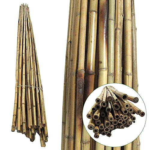 Tonkinstäbe Bambusstäbe Bambusrohr - Kletterhilfe für Pflanzen - Rankhilfe Bambus (106cm x Ø 15-17 mm) (30) von WoodBi