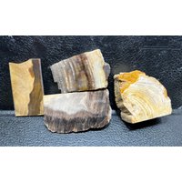 Versteinertes Holz Lot von WoodStoneFeatherHide