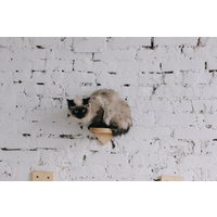 Natürliche Kiefernholz Katzenstufen Wand Montiert Mit Teppich Oder Sisalseil, Haustier Moderne Möbel, Katzenliebhaber Weihnachtsgeschenk von WoodenHistoryUA