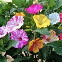 Vier-Uhr-Samen - Bicolor-Blumen Duftblumen Mondgarten Nachtblumen Mirabilis Jalapa von WoodlandCreationz