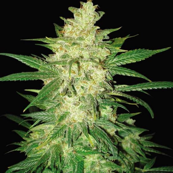 Columbian Gold von World of Seeds
