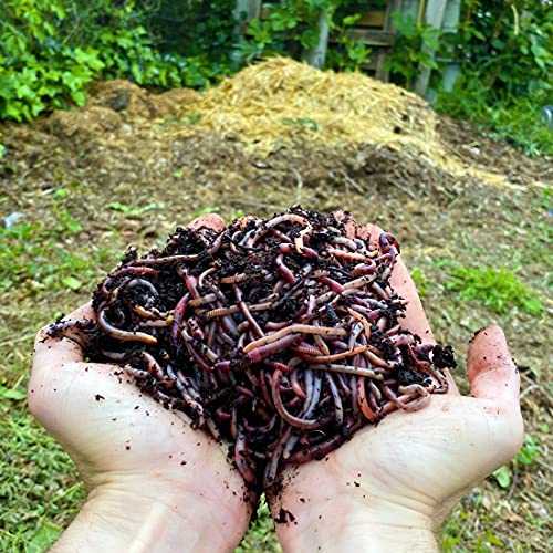 10,000 STK. Kompostwürmer (5kg) | Regenwürmer Eisenia, Würmer in Ihren Garten oder Gemüsebeet einführen/hinzufügen, sehr schnelle Vermehrung von Moutta