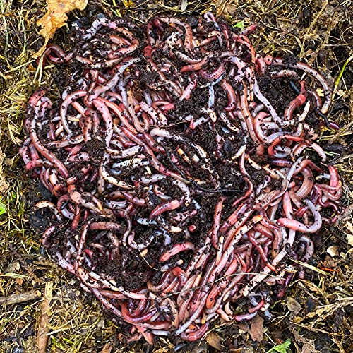 WormBox 2,000 STK. Kompostwürmer (1kg) | Regenwürmer Eisenia, kompostieren Sie Ihren organischen Abfall - Für Vermicomposter/Komposter/Garten von Moutta