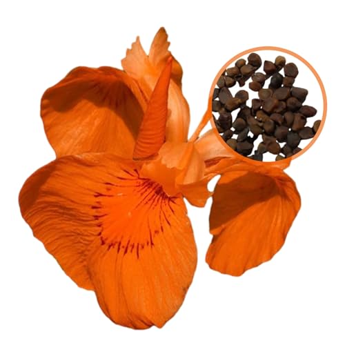 Worparsen 500pcs/1000 Prozent seltene Sorten Iris Samen Showy Cut Blume Iris Samen kalte Dürreresistente Iris Samen für Gartengartenpflanzung C 500 Stück von Worparsen