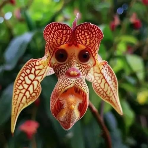 Worparsen 500pcs Affengesicht Iris Samen seltene Sorte Blumensamen kalte Widerstand auffällige Blumenhart Iris -Samen für Gartenbalkon Pflanzung C 1000 Stück von Worparsen