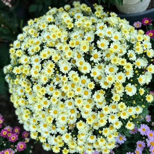 Worparsen Pyrethrum tanacetum Samen Chrysanthemenblüten Samen ziehen Bestäuber nicht-gentechnisch Gelb 200pcs von Worparsen