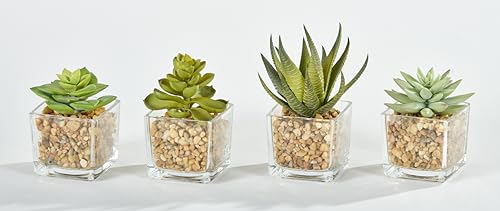 Worth Imports Kleine künstliche Sukkulenten in quadratischen Glasbehältern, 10,2 cm, 4 Stück von Worth Imports