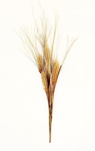 Worth Imports Künstliches Weizenspray, 50,8 cm, 6 Stück von Worth Imports