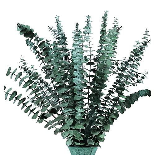 Wresetly Eukalyptuszweige, 16 getrocknet, konserviert, frische Eukalyptuspflanze, 17 Zoll für die Dusche, Eukalyptus-Blumenstrauß zum Befüllen von Vasen von Wresetly