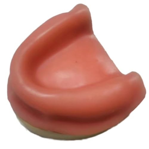 Wudaizhi Zahnloses Zahnmodell, Zahnimplantat-Modell, Zahnarzt-unterricht, Demonstrationsmodelle Für Die Praxis, Ausbildung, Studium Wudaizhi Zahnloses Zahnmodell, Zahnimplantat-Modell, Zahnarzt-unterricht, Demonstrationsmodelle Für Die Praxis, Ausbildung, Studium von Wudaizhi