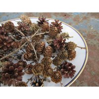 Mischung Verschiedene Zapfen, Lärchenzapfen, Kiefernzapfen, Naturdeko, Adventsdeko, Tischdeko, Herbstdeko, Naturschmuck, Diy Mischung Verschiedene Zapfen, Lärchenzapfen, Kiefernzapfen, Naturdeko, Adventsdeko, Tischdeko, Herbstdeko, Naturschmuck, Diy von WunderNatur