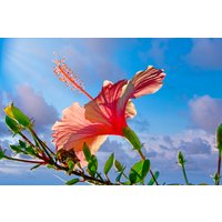 Durchscheinendes, Sonnenbeschienenes Hibiskus-Foto, Hi-Def-Orange-Hibiskus-Foto von WunderWorldPhotos