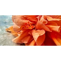 Orange Hibiskus Blumen Foto, Floral Home Wall Art, 2022 Naturansichten, Struktureller Kontrast Foto von WunderWorldPhotos