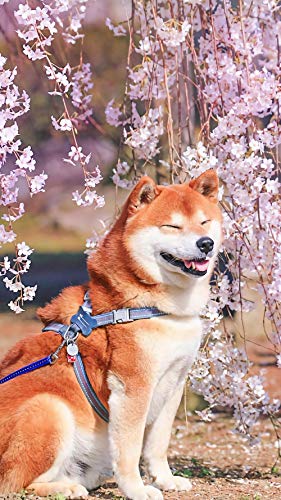 Wzjxzsynl Malen nach Zahlen Rosa Kirschbaum japanischer Shiba Inu lächelnder Hund DIY digitales malen nach Zahlen Moderne wandkunst leinwand malerei Geschenk für Kinder wohnkultur von Wzjxzsynl