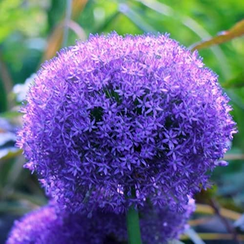 Allium Zwiebeln, MehrjäHrige Blumenzwiebel, Garten, Winterharte Pflanzen, Einzigartiges Farbspiel, Winterhart Qualitätspflanzen, Giganteum Allium, 15zwiebeln-F Allium Zwiebeln, MehrjäHrige Blumenzwiebel, Garten, Winterharte Pflanzen, Einzigartiges Farbspiel, Winterhart Qualitätspflanzen, Giganteum Allium, 15zwiebeln-F von XCMBNHY