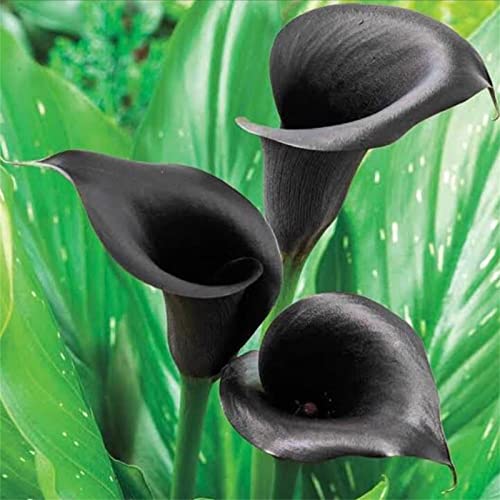 Calla Lilien, Elegante, Lange Blütezeit, Calla Lily, Bienenfreundlich, Winterhart MehrjäHrige, Ideale Garten, Gemischte Farben, 4zwiebeln-A Calla Lilien, Elegante, Lange Blütezeit, Calla Lily, Bienenfreundlich, Winterhart MehrjäHrige, Ideale Garten, Gemischte Farben, 4zwiebeln-A von XCMBNHY