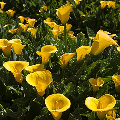 Calla Lily, Bienenfreundlich, Winterhart MehrjäHrige, Calla Lilien, Elegante, Lange Blütezeit, Ideale Garten, 4zwiebeln-A Calla Lily, Bienenfreundlich, Winterhart MehrjäHrige, Calla Lilien, Elegante, Lange Blütezeit, Ideale Garten, 4zwiebeln-A von XCMBNHY