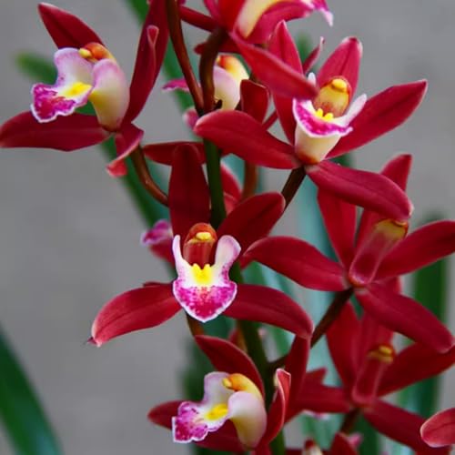 Cymbidium Zwiebeln, Winterharte Pflanzen, Garten Topfpflanzen. Winterhart Kolibri Orchids, Cymbidium Orchidee Pflanze, Qualitätspflanzen, 8zwiebeln-B Cymbidium Zwiebeln, Winterharte Pflanzen, Garten Topfpflanzen. Winterhart Kolibri Orchids, Cymbidium Orchidee Pflanze, Qualitätspflanzen, 8zwiebeln-B von XCMBNHY