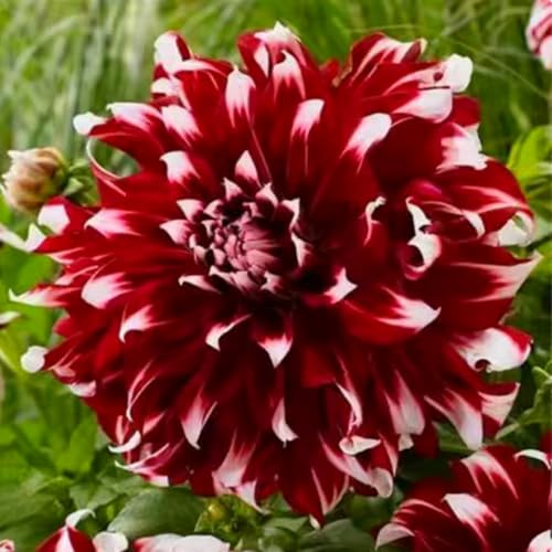 Dahlien Rhizomen, Dauerblüher, Winterhart MehrjäHrig, Seltene Rhizome, Gemischte Farben, GroßE Dahlie, Einfach Zu ZüChten, 2zwiebeln-B Dahlien Rhizomen, Dauerblüher, Winterhart MehrjäHrig, Seltene Rhizome, Gemischte Farben, GroßE Dahlie, Einfach Zu ZüChten, 2zwiebeln-B von XCMBNHY