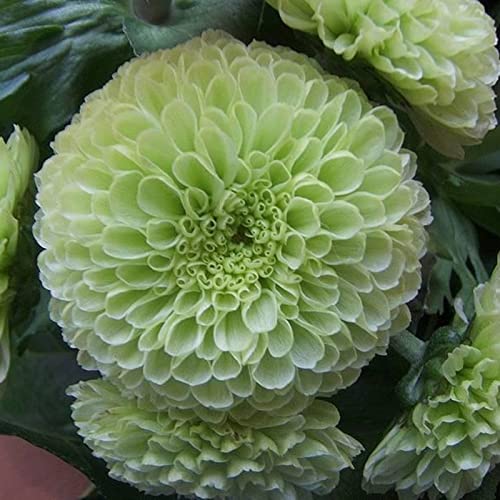 Dahlien Rhizomen, Dauerblüher, Winterhart MehrjäHrig, Seltene Rhizome, Gemischte Farben, GroßE Dahlie, Einfach Zu ZüChten, 5zwiebeln-H Dahlien Rhizomen, Dauerblüher, Winterhart MehrjäHrig, Seltene Rhizome, Gemischte Farben, GroßE Dahlie, Einfach Zu ZüChten, 5zwiebeln-H von XCMBNHY